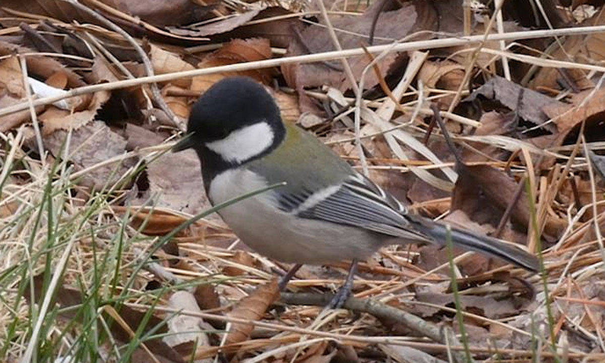 봄이 앞당겨진 지리산, 박새 산란도 빨라졌다