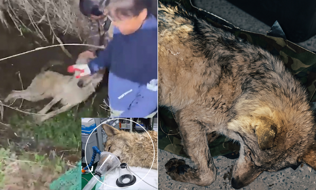 [영상] “마취총 맞고 수로로 굴러떨어져”…‘늑구’ 탈출 9일 만에 극적 생포 ‘귀환’